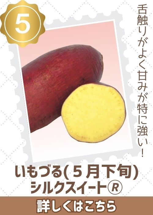 いもづる（５月下旬）シルクスイート