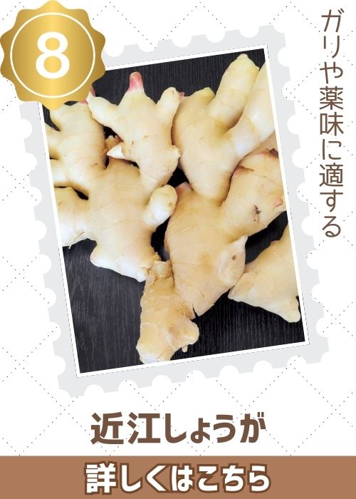 近江しょうが