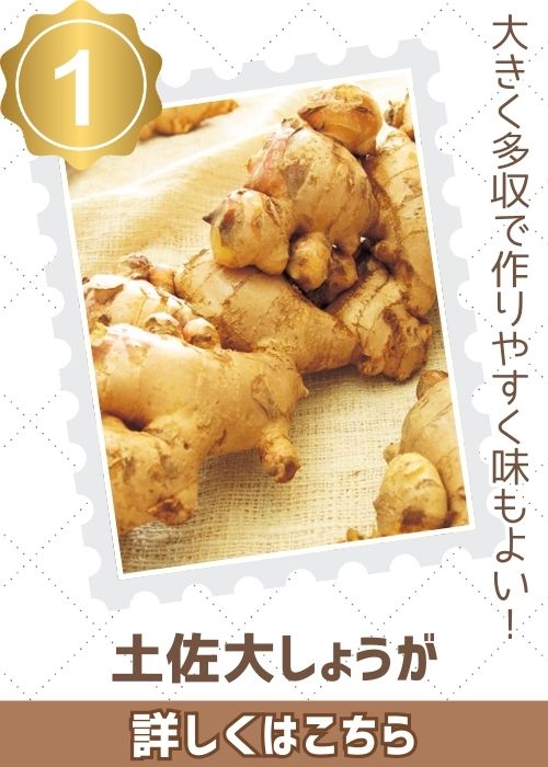土佐大しょうが