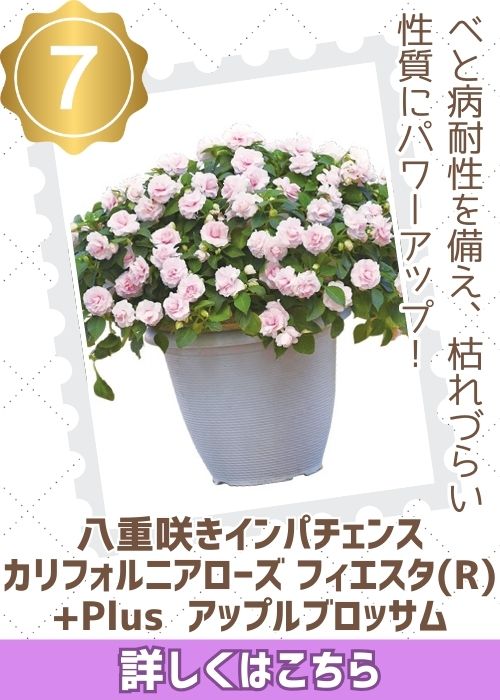 インパチェンスフィエスタ＋アップルブロッサム　