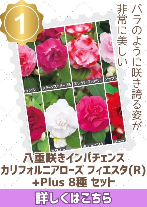 八重咲インパカリフォルニアＲフィエスタ＋８種セット