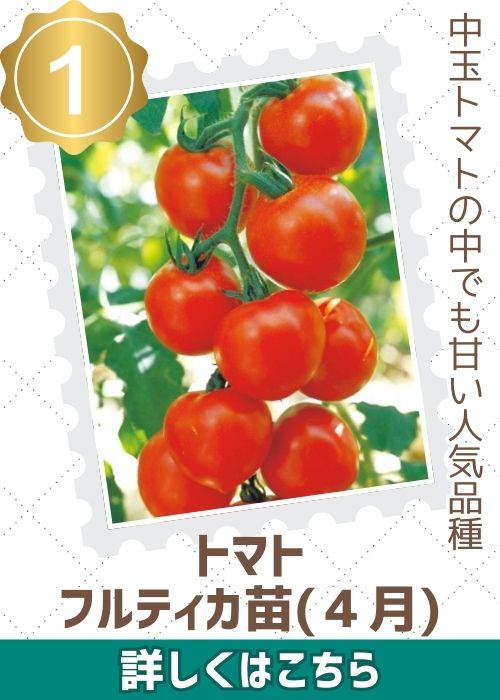 トマトフルティカ苗（４月）