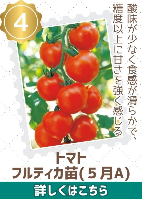 トマトフルティカ苗（５月Ａ）