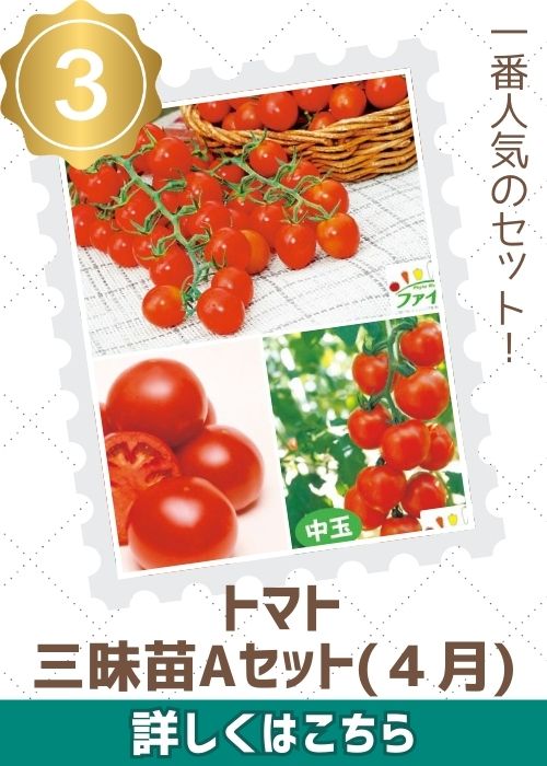 トマト三昧苗Ａセット（４月）