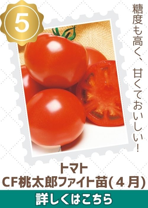 トマトＣＦ桃太郎ファイト苗（４月）