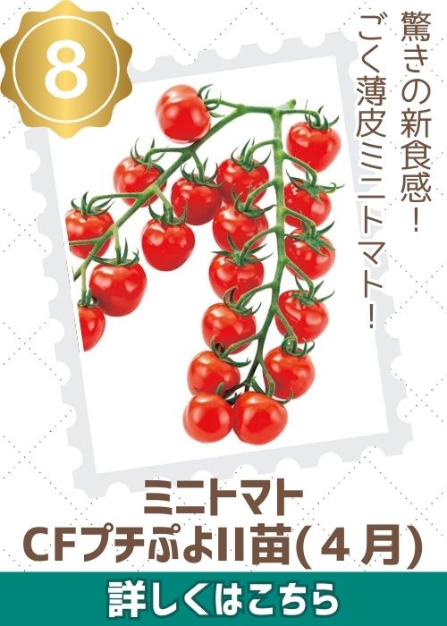 トマトＣＦプチぷよ２苗（４月）