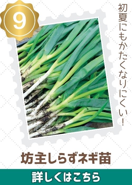 坊主しらずネギ苗