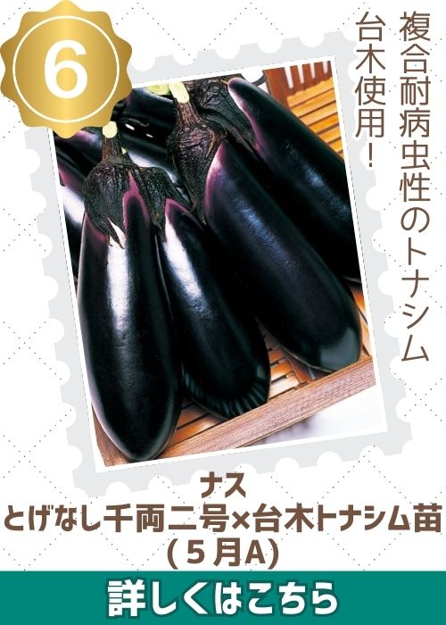 とげなし千両二号苗（５月Ａ）×台木トナシム苗