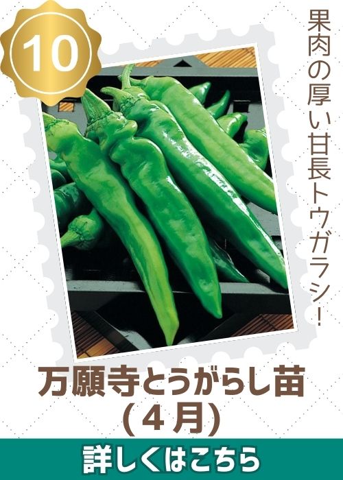 万願寺とうがらし苗（４月）