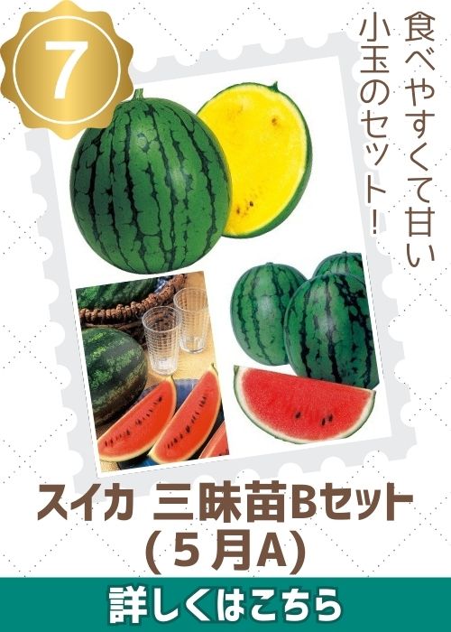 スイカ三昧苗Ｂセット（５月Ａ）