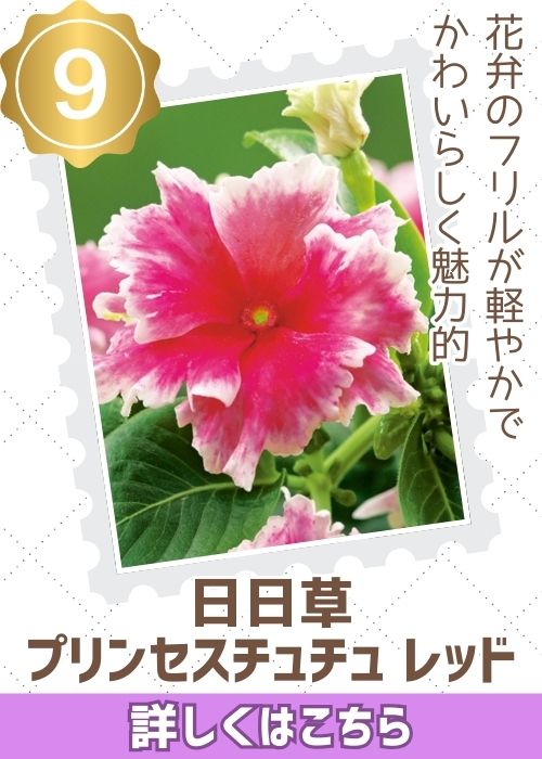 日日草チュチュプリンセスチュチュレッド