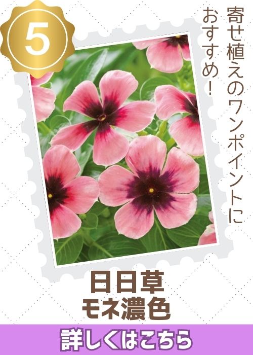 日日草モネ濃色