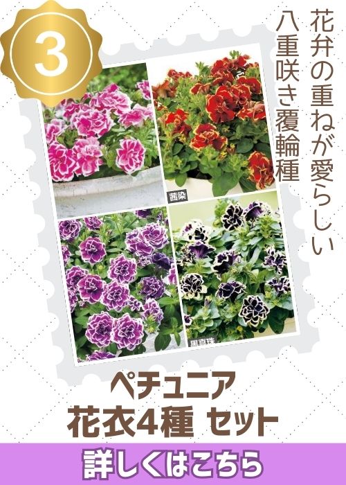ペチュニア花衣４種セット