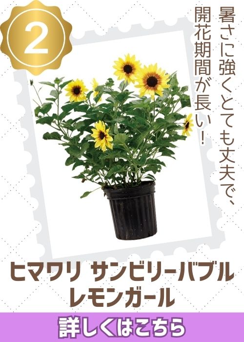 ひまわり　サンビリーバブル　レモンガール