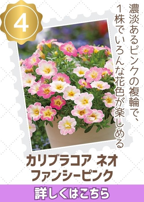 カリブラコアネオファンシーピンク