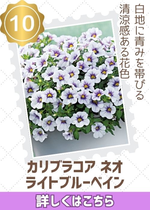 カリブラコアネオライトブルーベイン