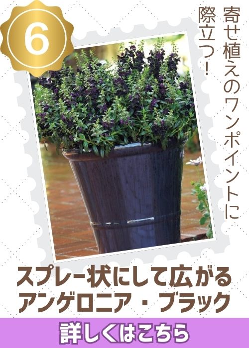 スプレー状に広がるアンゲロニアブラック