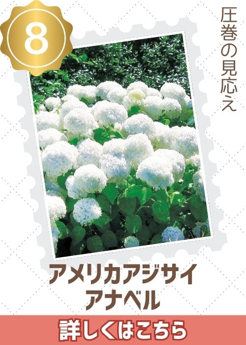 アジサイアナベル