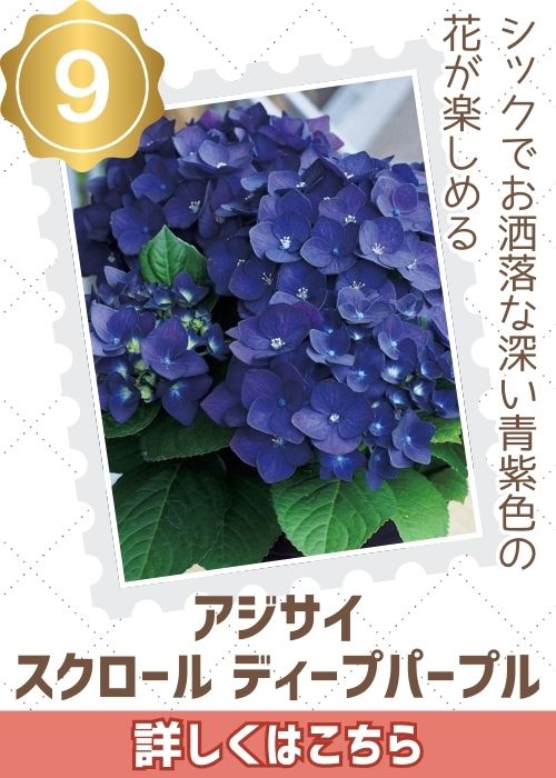 アジサイスクロールディープパープル