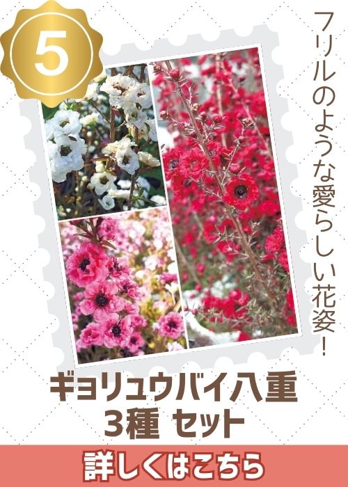 ギョリュウバイ八重３種セット