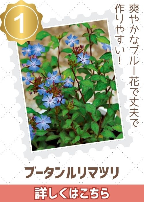 ブータンルリマツリ