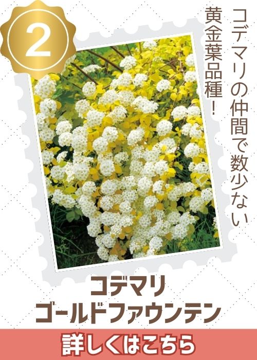 コデマリゴールドファウンテン