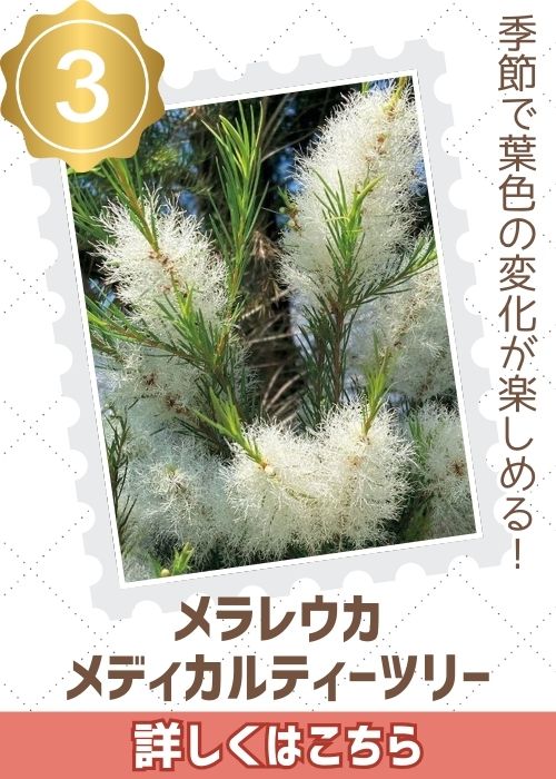 メラレウカメディカルティーツリー