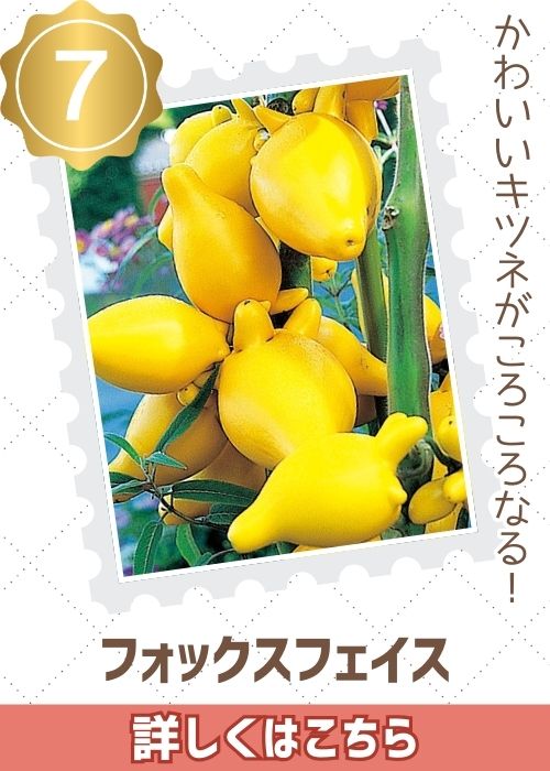 フォックスフェイス　