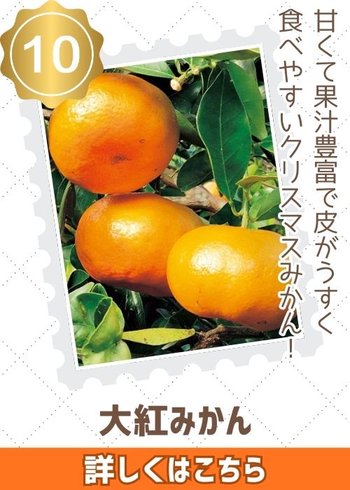 雑柑大紅みかん