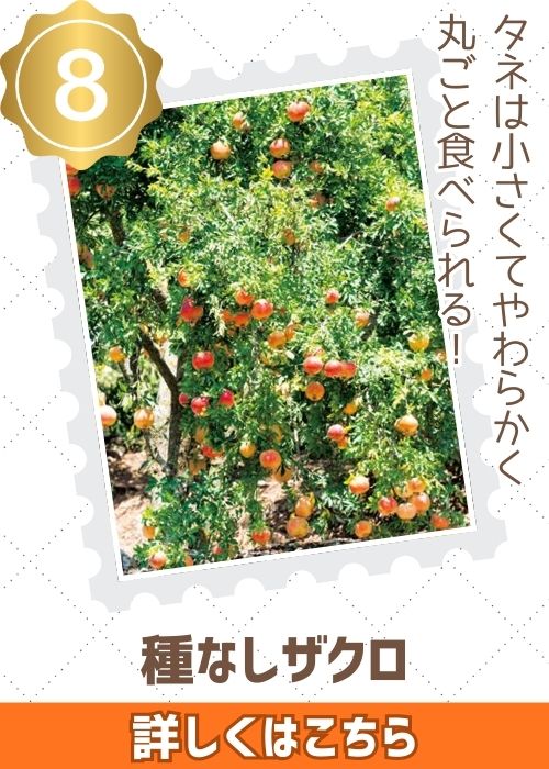 種なしザクロ（通）