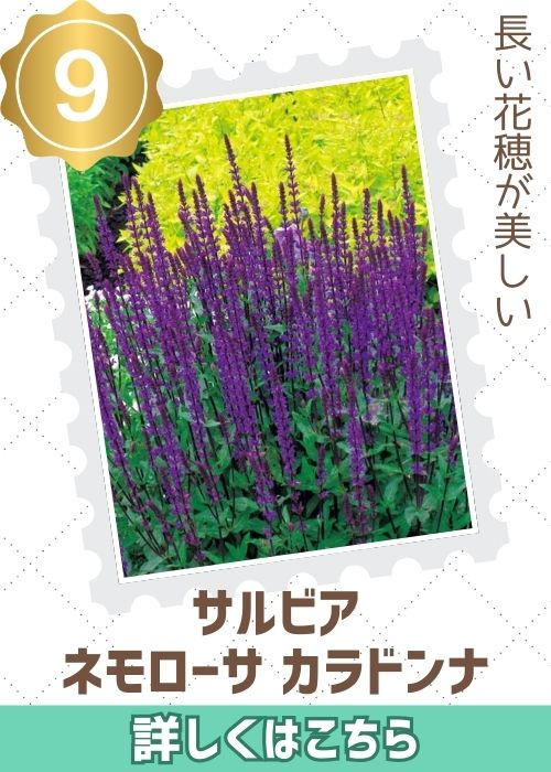 サルビア　ネモローサ・カラドンナ