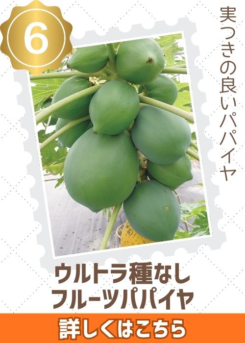 ウルトラ種なしフルーツパパイヤ　