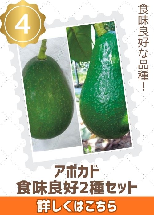 アボカド食味良好２種セット（６～７月）