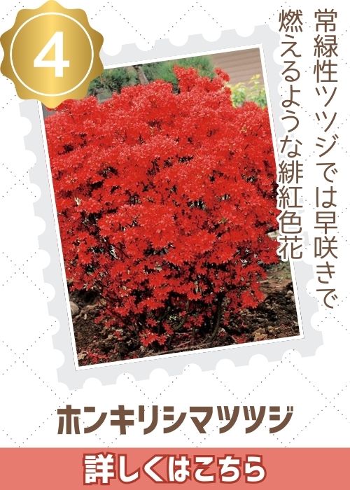 ホンキリシマツツジ