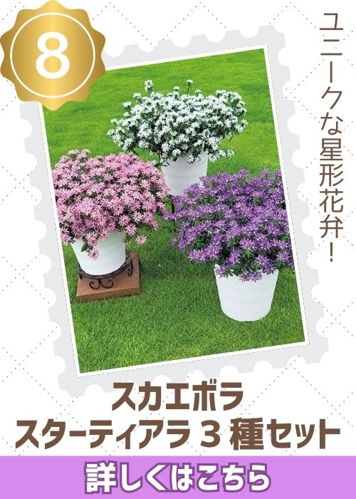 スカエボラスターティアラ３種セット