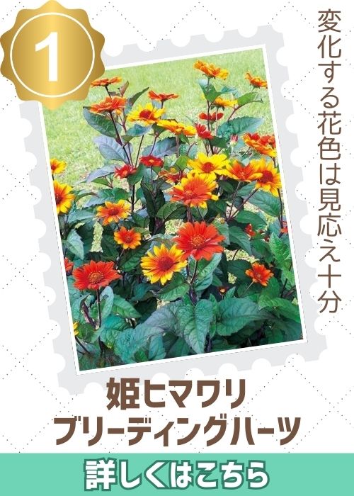 姫ヒマワリブリーディングハーツ