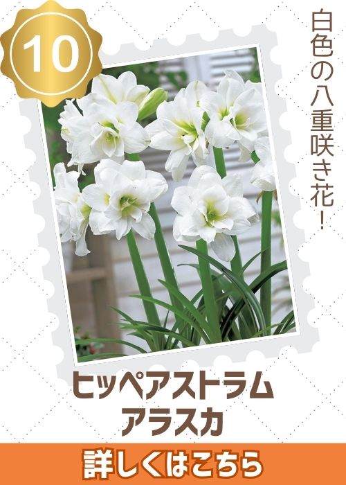 ヒッペアストラムアラスカ