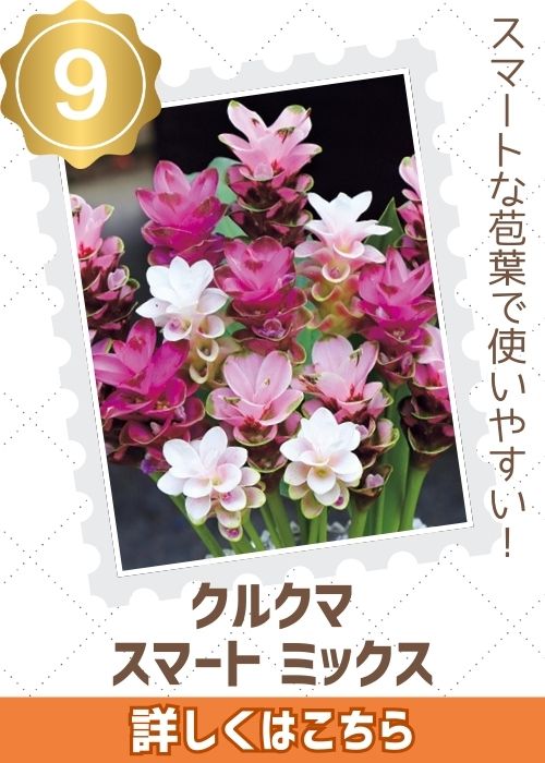 クルクマスマートミックス