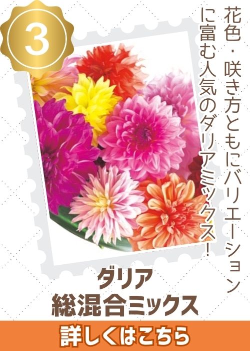 ダリア総混合ミックス