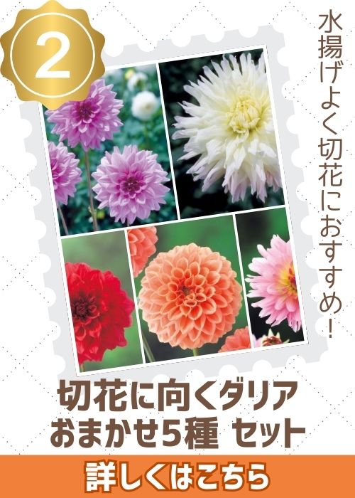 ダリアおまかせ５種セット
