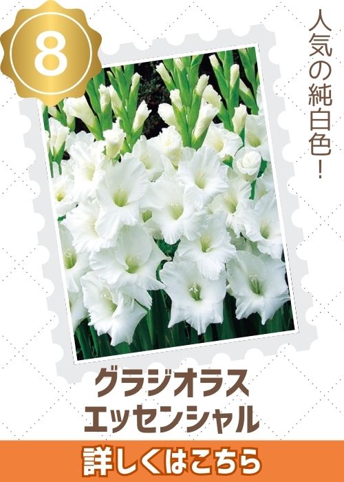 グラジオラスエッセンシャル