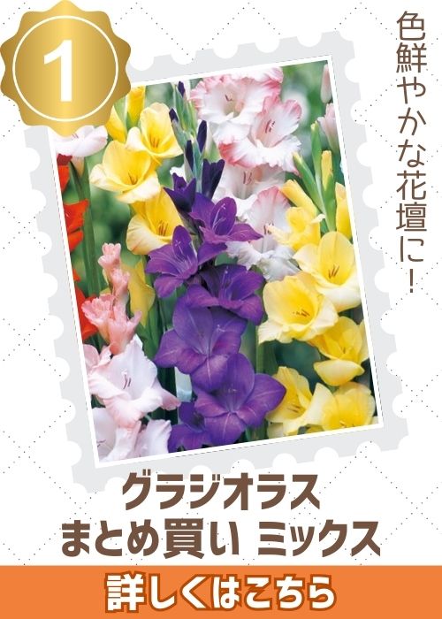 グラジオラスまとめ買いミックス