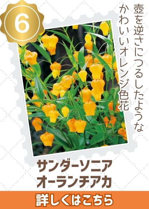 オーランチアカ