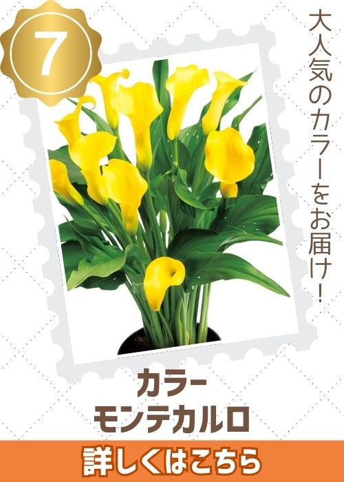 カラーモンテカルロ