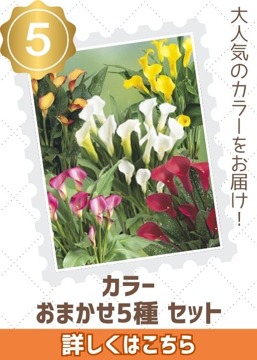 カラーおまかせ５種セット