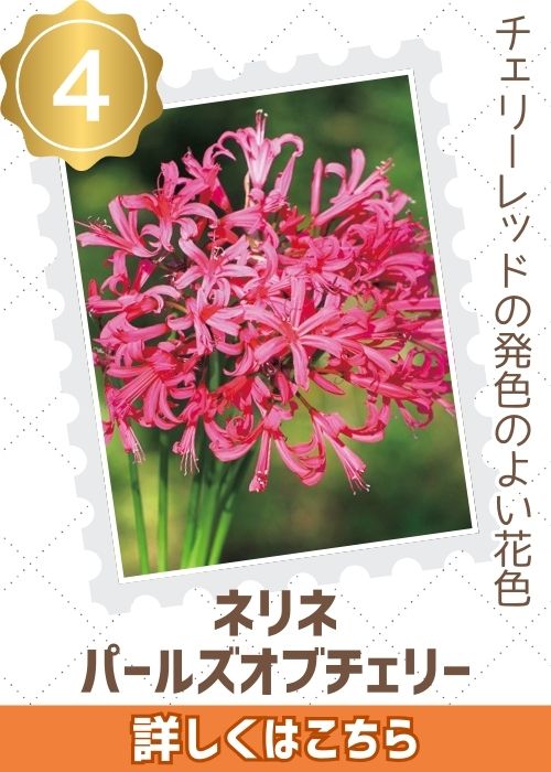 パールズオブチェリー