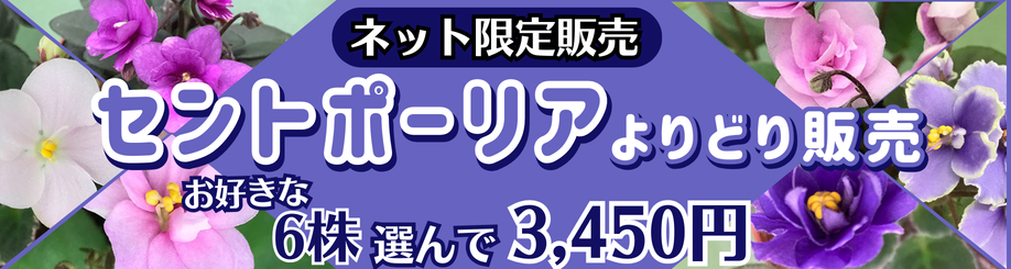 セントポーリアよりどり販売