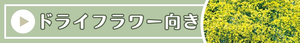 ドライフラワー向き