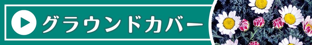 グラウンドカバー