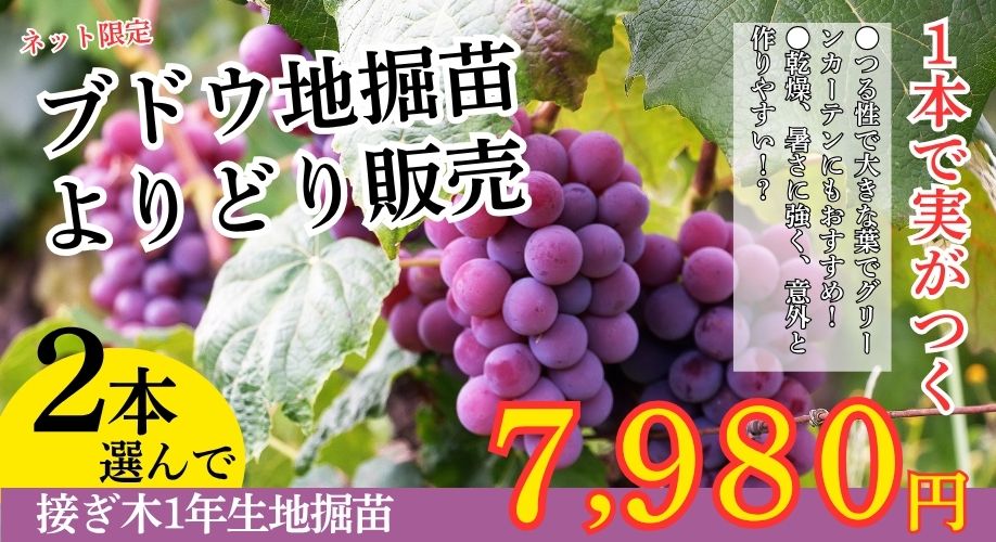 ブドウ苗のよりどり販売